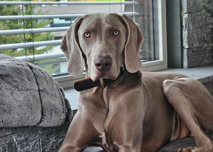 Almmonte Praeclarum - Casual Boutique Hotel Wagrain